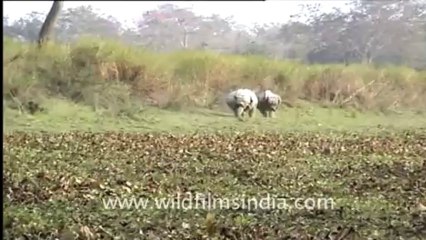 777.Rhinos chasing each other through the grass!