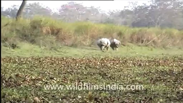 777.Rhinos chasing each other through the grass!