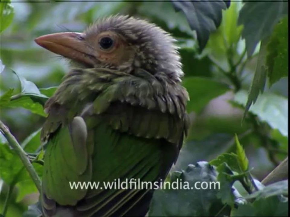805.Large Green Barbet chicks