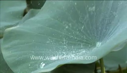 823.Seed Pods of Lotus