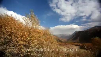 832.Stark landscape of Ladakh