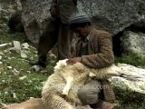 862.Sheep near Lamkhaga