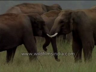 87. Elephants Fighting