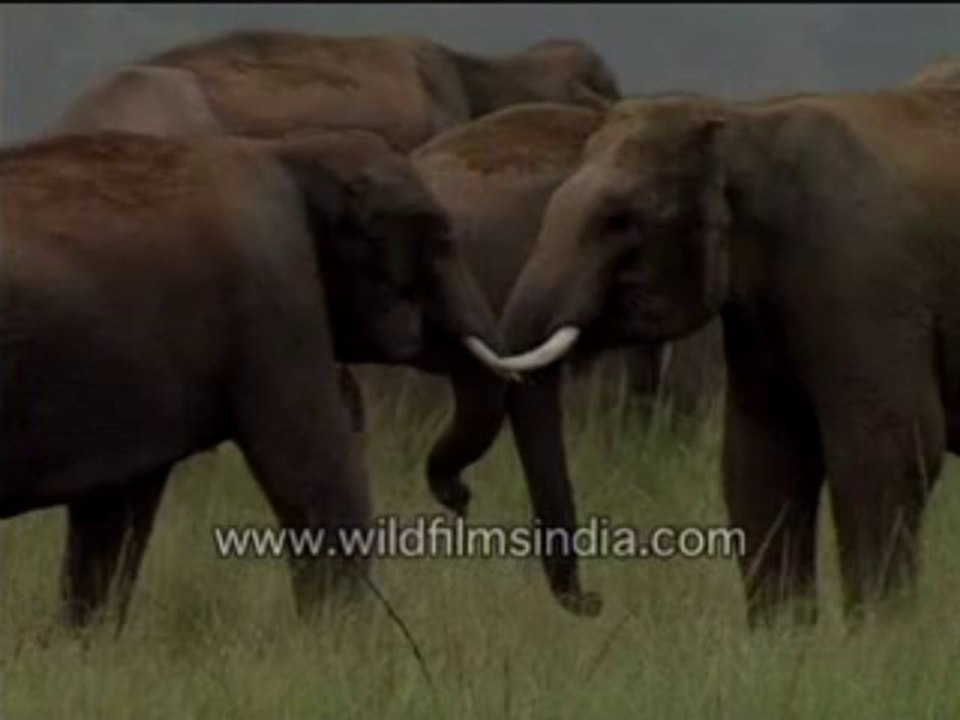87. Elephants Fighting
