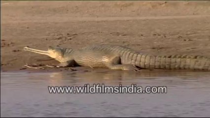 879.Gharial in National Chambal wildlife Sanctury