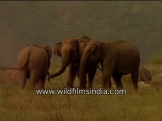 89. Fun time for elephants