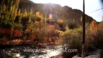 979.Land of high passes, Ladakh