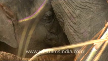 989.Elephants at Sonepur Mela