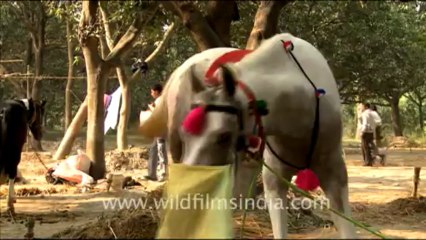 991.Horses for sale at Sonepur Cattle Fair