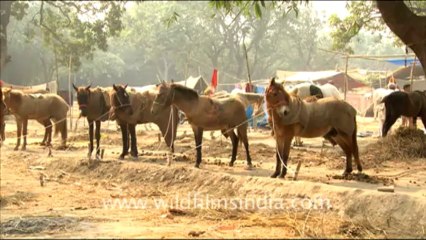 992.Herd of Horses in Sonepur Fair, Bihar