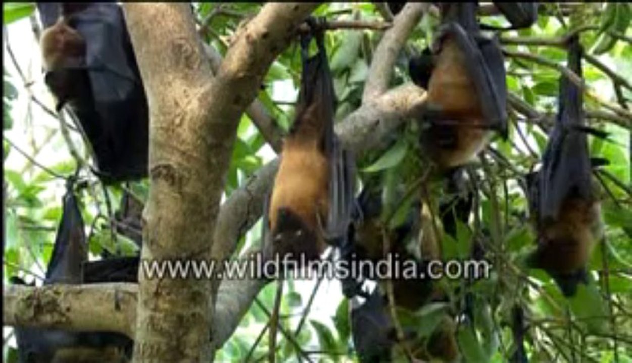 A look into a bat's eye.-MPEG-4 800Kbps