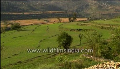 Agricultural land-MPEG-4 800Kbps