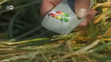 El turismo de los círculos de las cosechas | Euromaxx