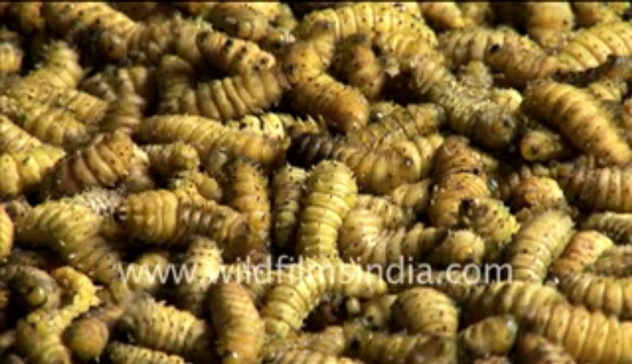 Arunachal_39-MPEG-4 800Kbps