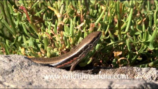 Bamini or Salamander