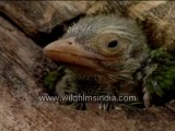 Barbet's chick-MPEG-4 800Kbps