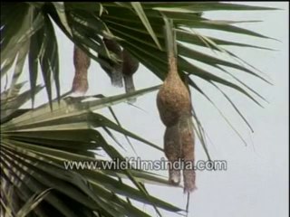 Baya Weaver birds-MPEG-4 800Kbps