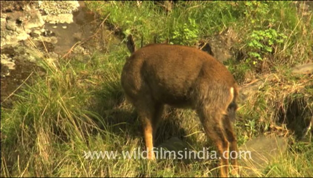 bharal