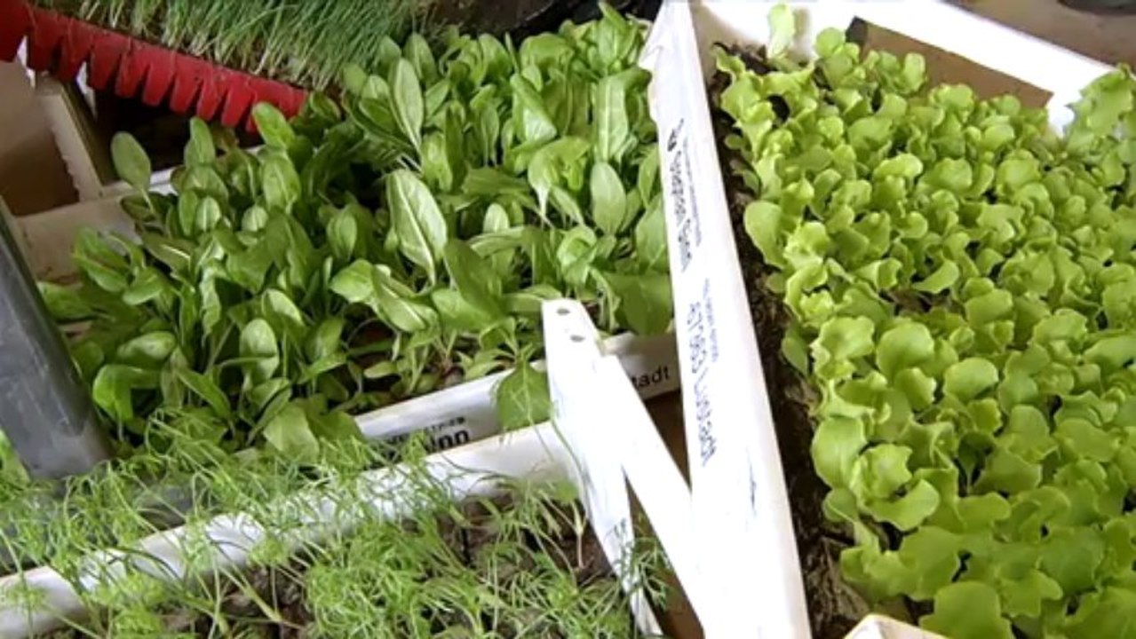 Vous avez dit Durable ? - Pôle maraîchage de Courcelles Chaussy - S02E05