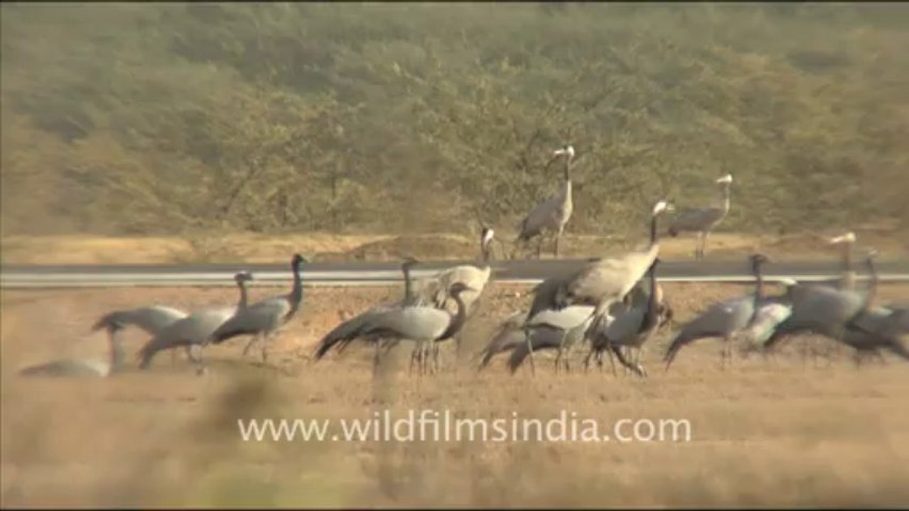 Birds river