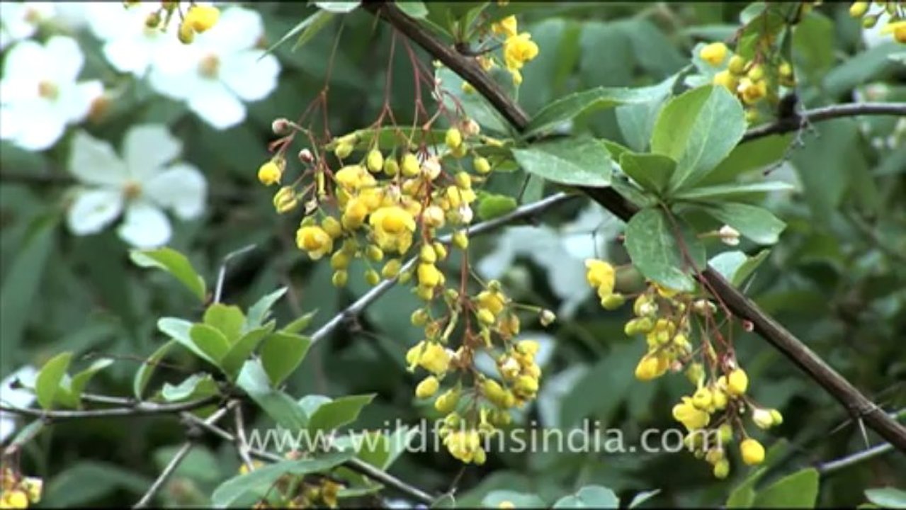 briar rose creeper