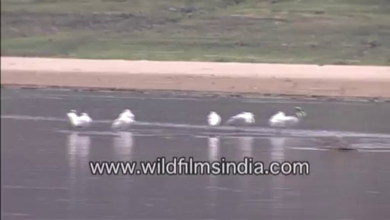 chambal-5