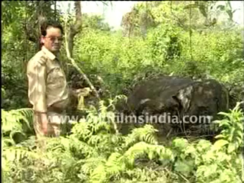 dead elephant 2-MPEG-4 800Kbps Streaming