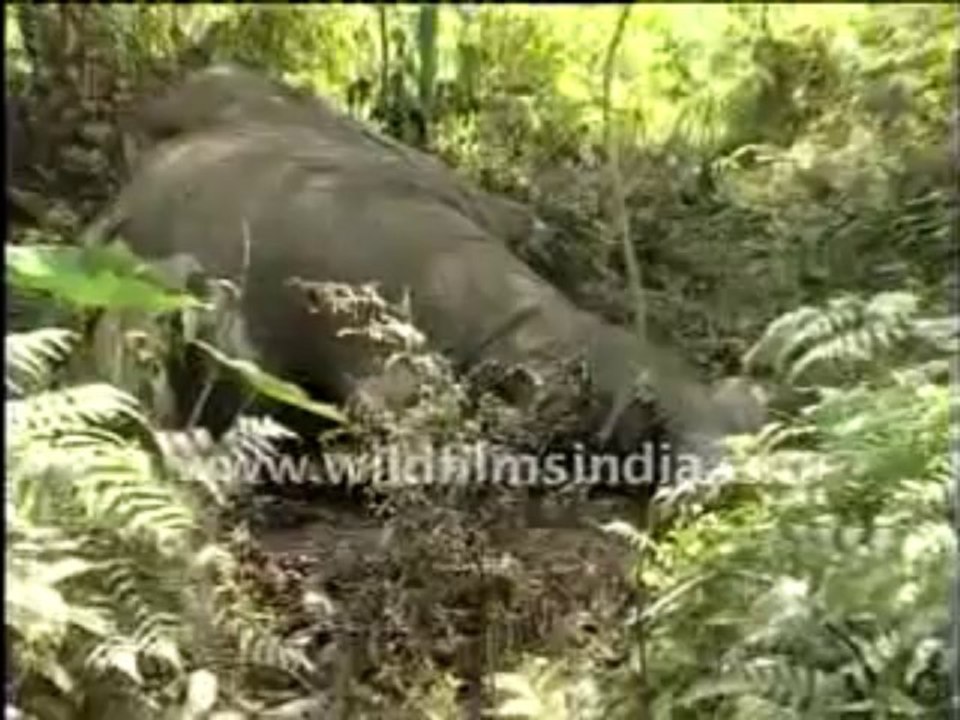 dead elephant 4-MPEG-4 800Kbps Streaming