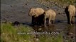 Elephants crossing a river-MPEG-4 800Kbps