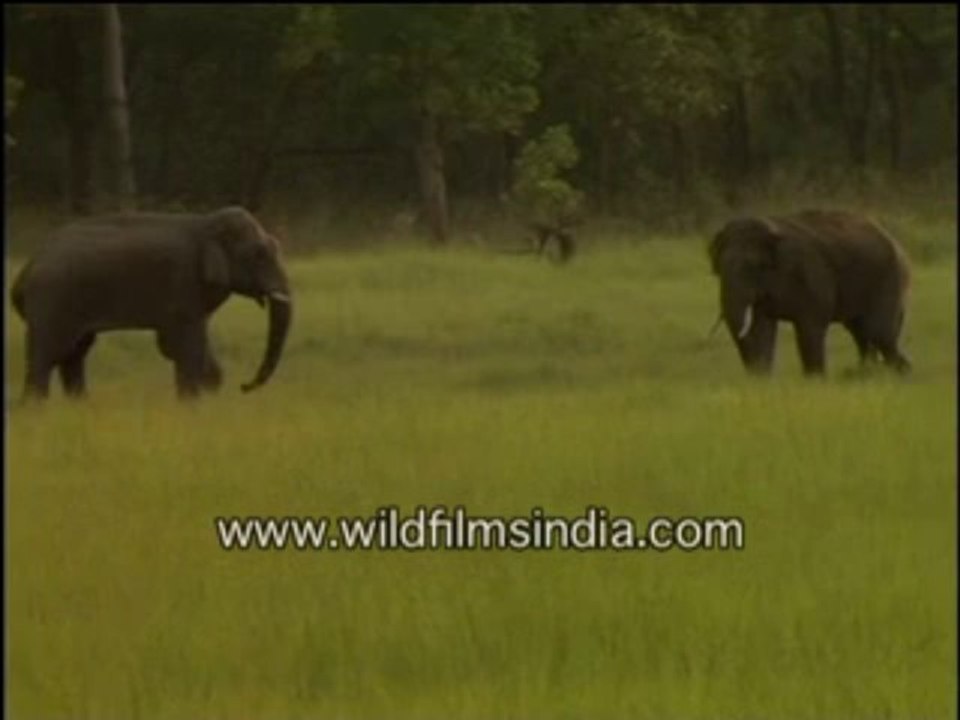 Elephants fighting-MPEG-4 800Kbps