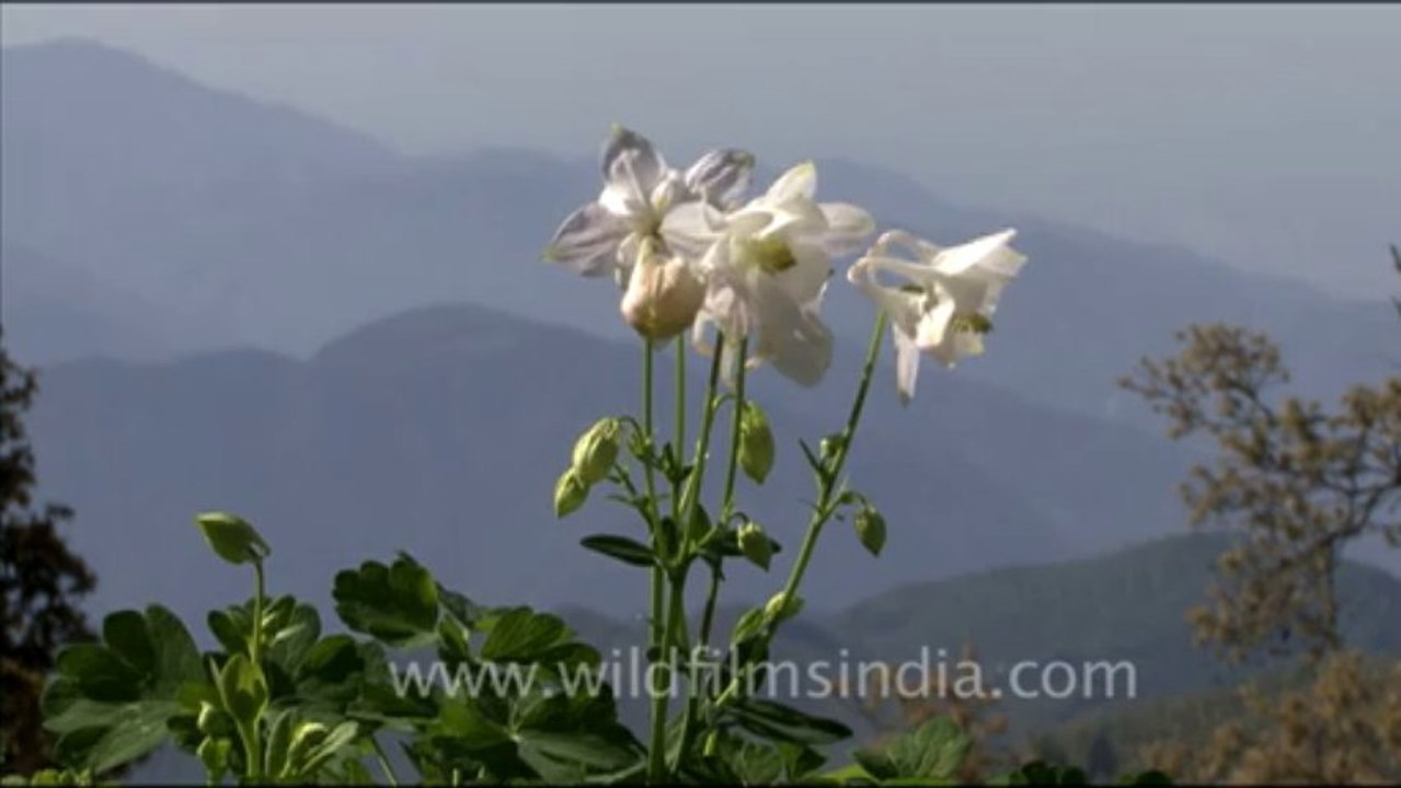 Flowers in landour
