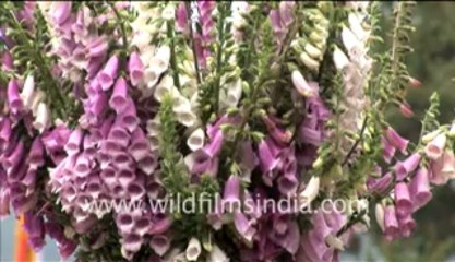 Flowers in bhutan-MPEG-4 800Kbps