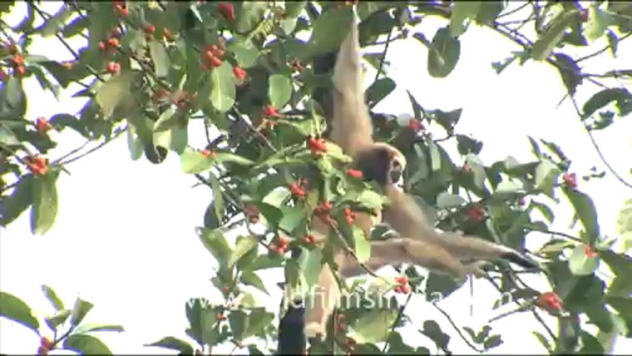 Hoolock gibbon_hdv_tape_18_3