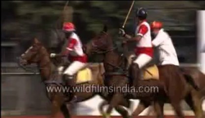 Horse Polo-MPEG-4 800Kbps