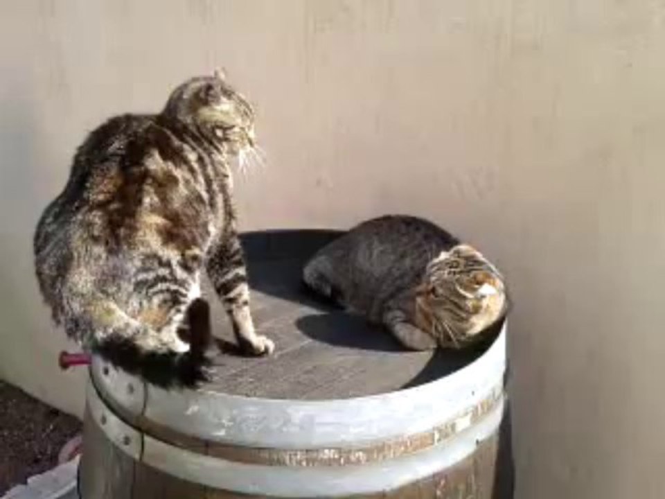 p'tite dispute