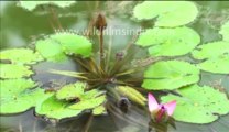 Lotus time lapse