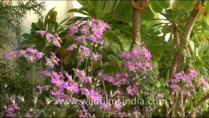 primulas