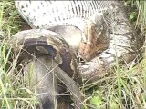 Python eating a Langur monkey!-MPEG-4 800Kbps