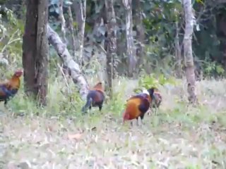 Native Forest Rooster Thailand