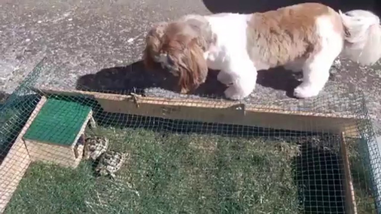 FLOWER ET LES TORTUES
