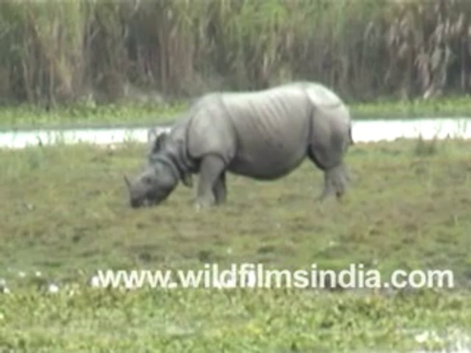 rhino 16-MPEG-4 800Kbps