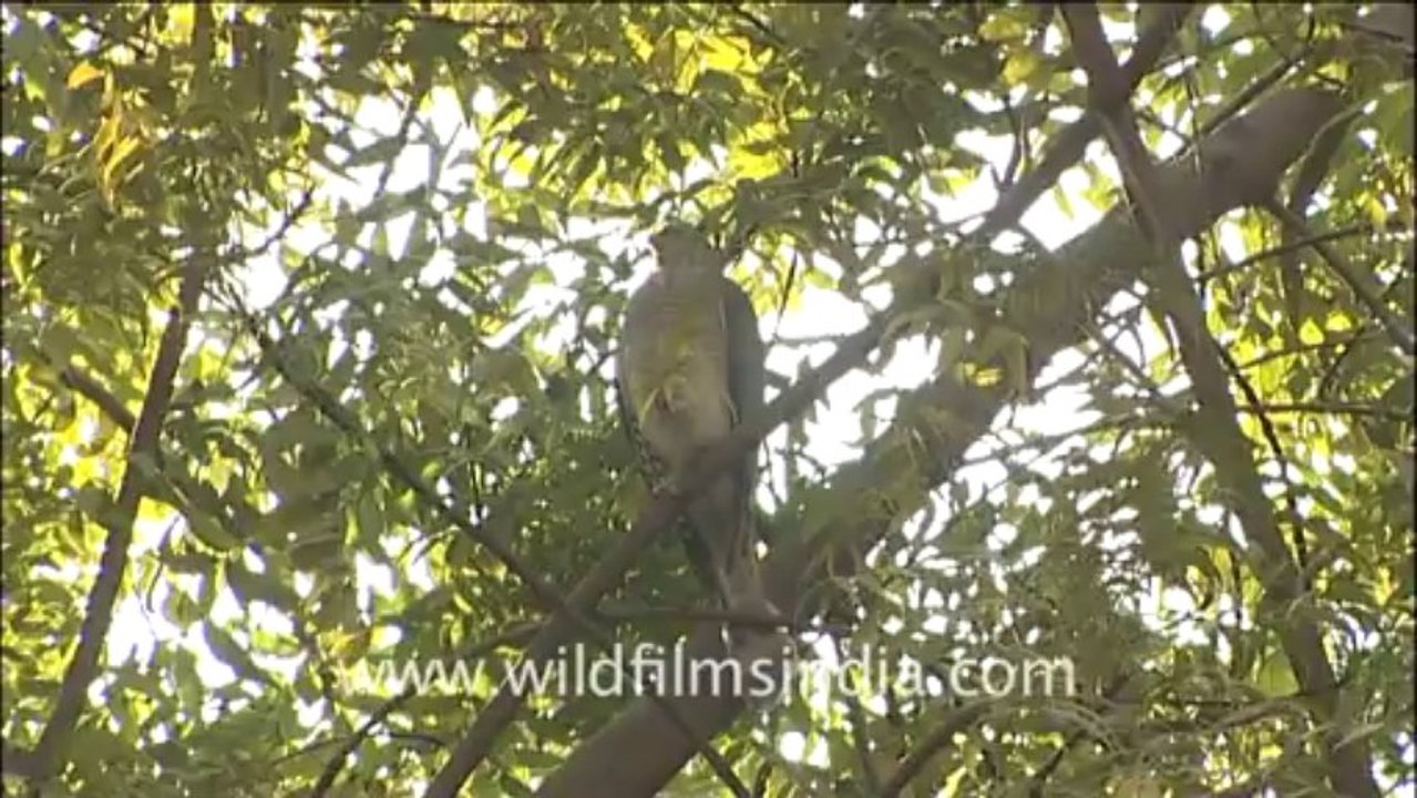 Shikara eating pigeon
