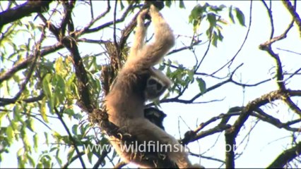 The life & conservation of the eastern Hoolock gibbon