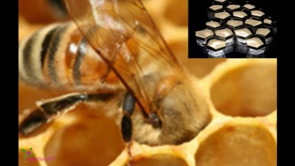 GUERLAIN Abeille Royale Κρέμα Λαιμού και Ντεκολτέ