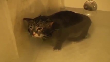 Un chat miaule sous l'eau dans une baignoire