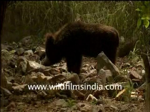 sloth bear-4-MPEG-4 300Kbps