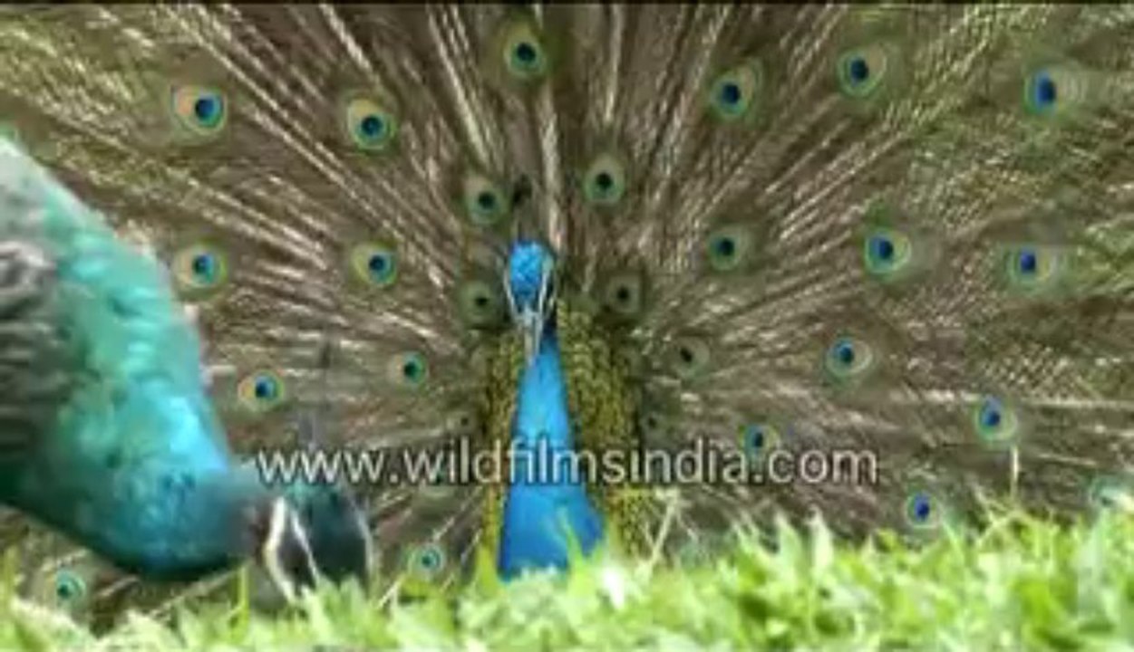 singapore-23-MPEG-4 800Kbps