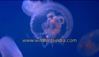 singapore-3-MPEG-4 800Kbps