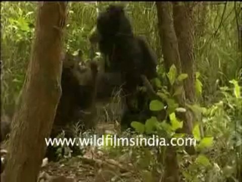 sloth bear-6-MPEG-4 300Kbps