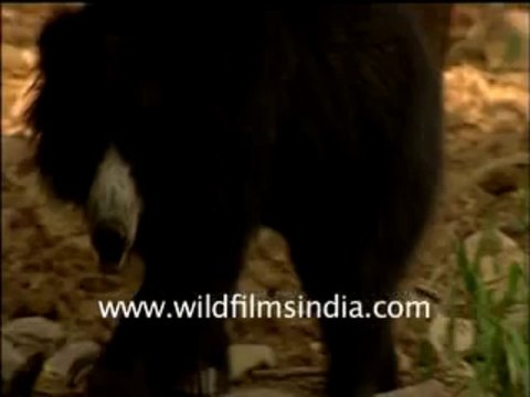sloth bear-7-MPEG-4 300Kbps